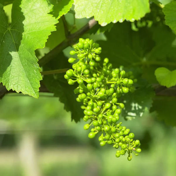 Неспелый виноград, Чешская Республика — стоковое фото
