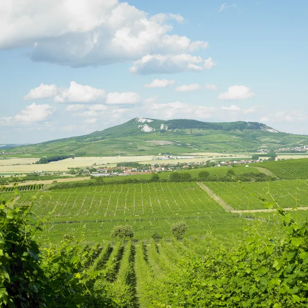 Виноградники, Палава, Чехия — стоковое фото