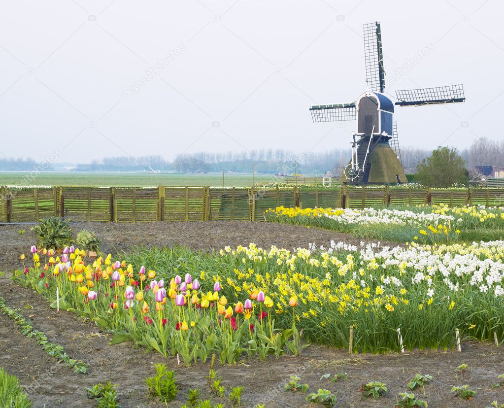 Windmill with tulips and daffodils