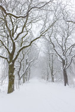 Snowy road, clipart