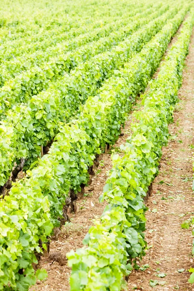 Vineyards, Burgundy, Franc — Stock Photo, Image