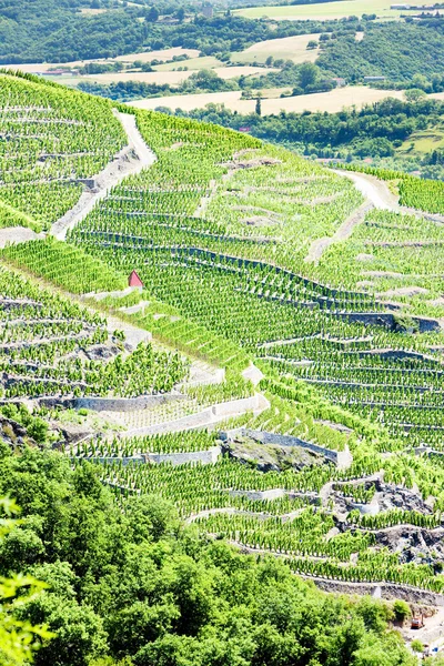 Grand cru viñedos, Francia — Foto de Stock