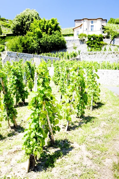 I chateau grillet vingård — Stockfoto