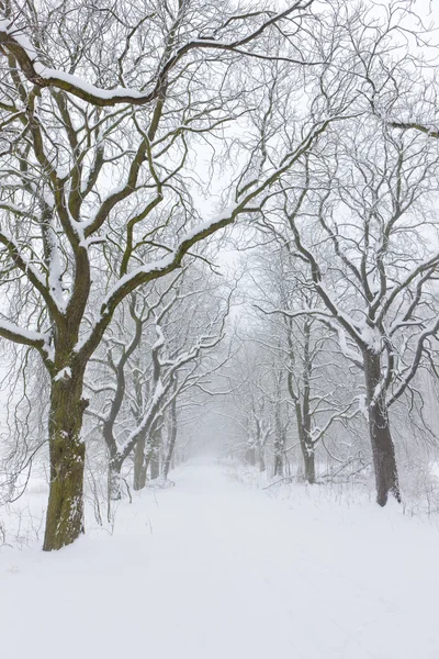 Snowy road, — Stock Photo, Image
