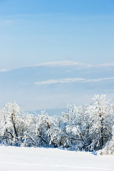 冬の jeseniky 山 — ストック写真