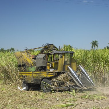 Sugar cane harvest, Sancti Sp clipart