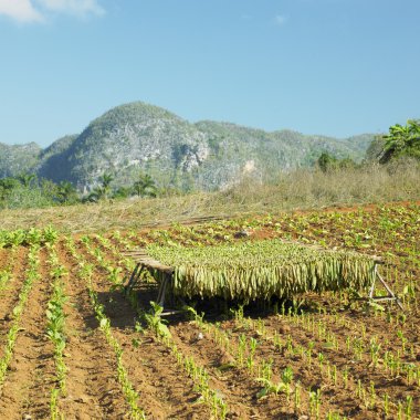 Tütün hasat, pinar del r