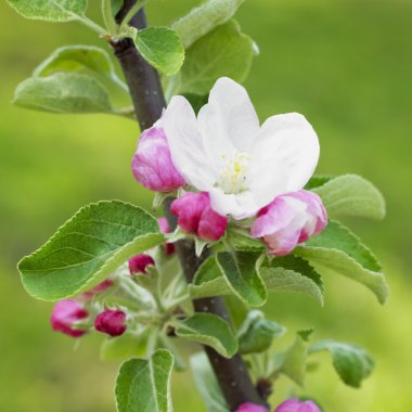 Blossom apple tree clipart