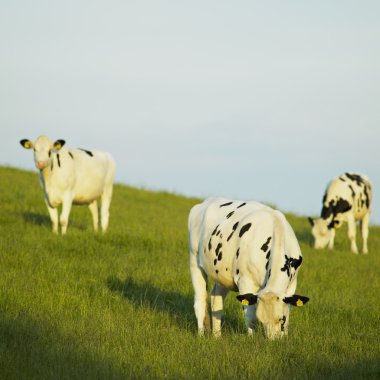 Cows on meadow clipart