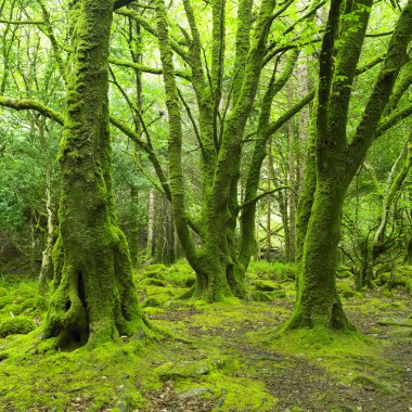 Forest, Killarney National Park, County Kerry, Ireland clipart