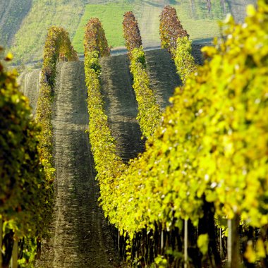 Vineyards in Cejkovice region, Czech Republic clipart