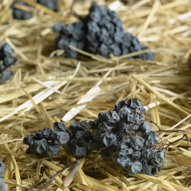 Grapes drying for straw wine (neronet), Biza Winery, Cejkovice, clipart