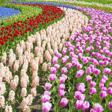 Keukenhof Gardens, Lisse, Netherlands clipart