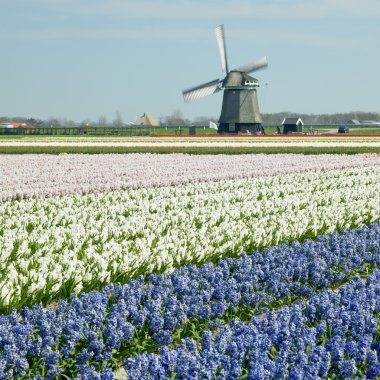 Windmill with hyacinth field near Sint-Maartens-vlotbrug, Nether clipart