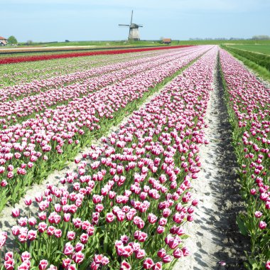 ile Lale alan yakınındaki schermerhorn, Hollanda yel değirmeni