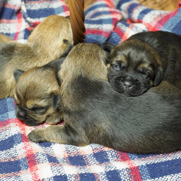Filhotes de cachorro (Border Terrier ) — Fotografia de Stock