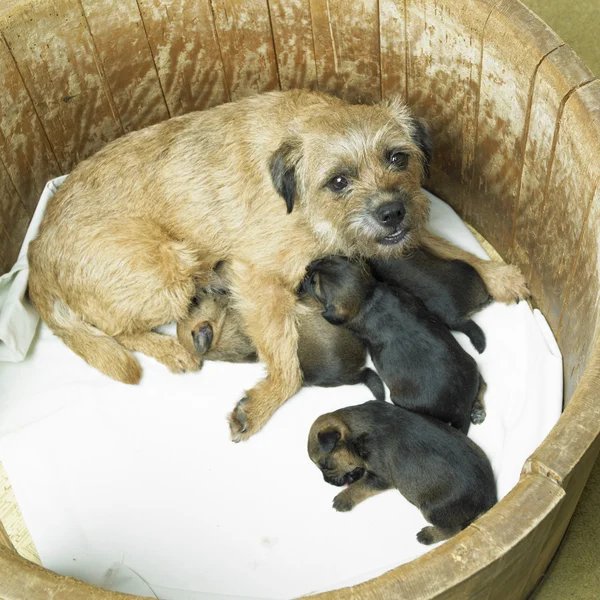Border Terrier — Stock Photo, Image