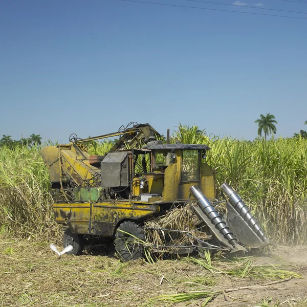 stock image Sugar cane harvest, Sancti Sp
