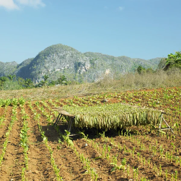 Tobacco harvest, Pinar del R — Stock Photo, Image