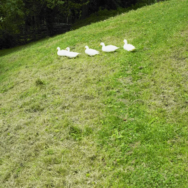 草地上的鸭子 — 图库照片