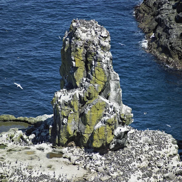 Koloni burung, Pulau Rathlin, County Antrim, Irlandia Utara — Stok Foto