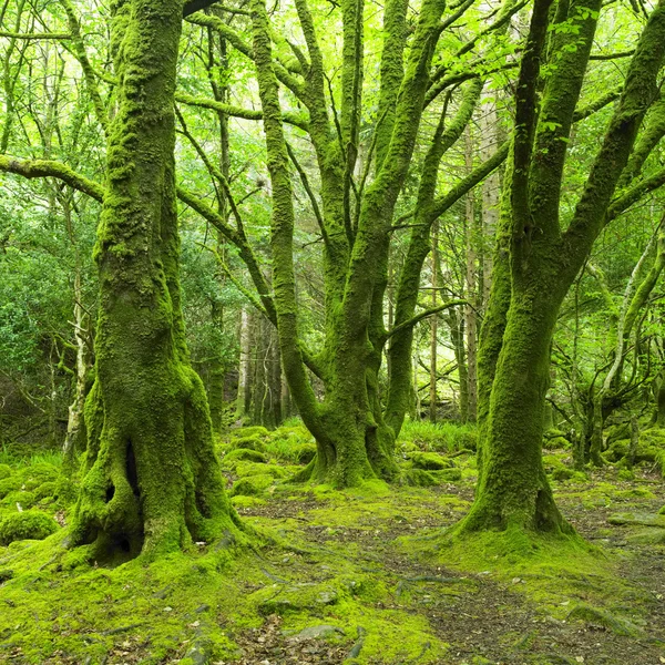Δάσος, killarney εθνικό πάρκο, κομητεία kerry, Ιρλανδία — Φωτογραφία Αρχείου