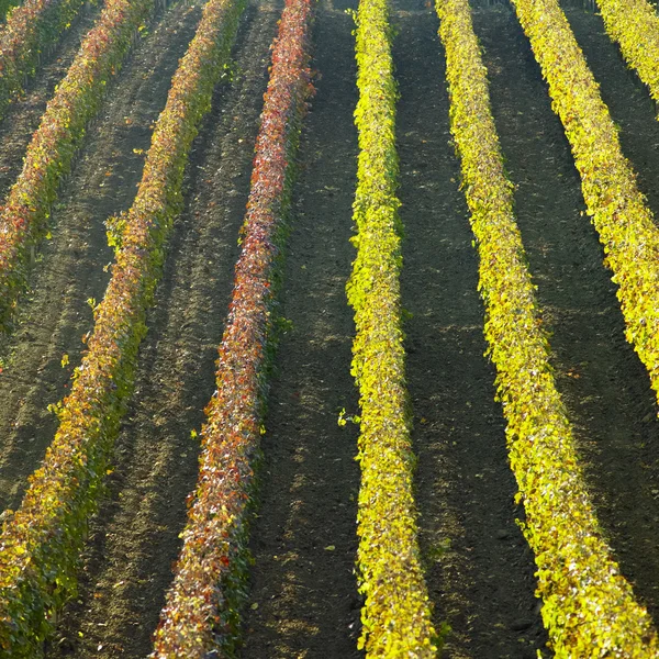 Виноградники в Цейковському краї (Чеська Республіка). — стокове фото