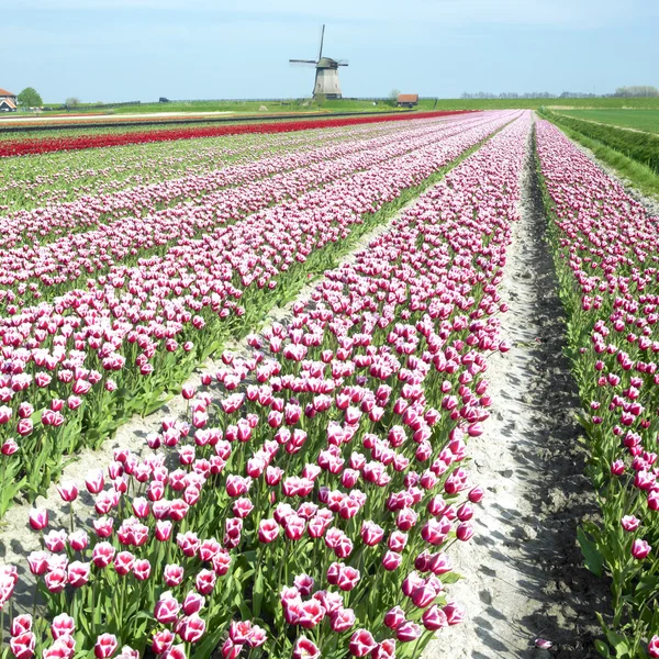 Windmill with tulip field near Schermerhorn, Netherlands — Stock Photo, Image