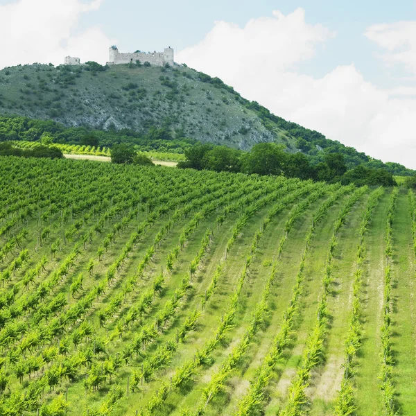 Ruínas do castelo de Devicky com vinha, República Checa — Fotografia de Stock
