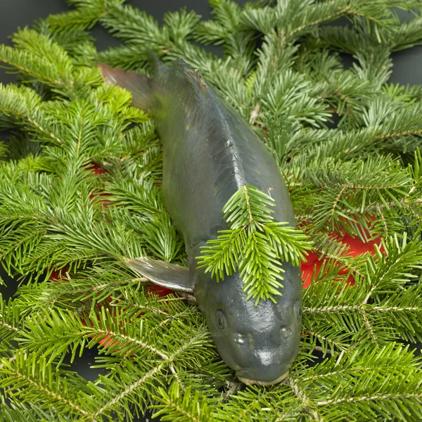 stock image Czech Christmas tradition (Christmas carp)