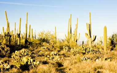 saguaro Milli Parkı, arizona, ABD