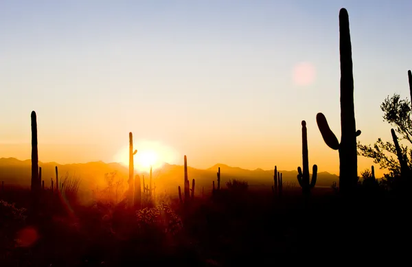 日落在萨瓜罗国家公园，亚利桑那州，美国 — 图库照片