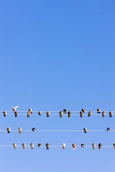 Ptáci na drátě, nevada, usa — Stock fotografie