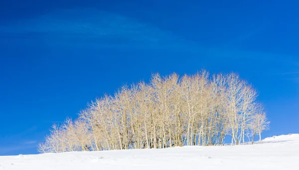Vinter träd, utah, usa — Stockfoto
