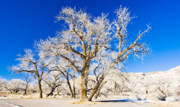 Zimní stromy, utah, usa — Stock fotografie