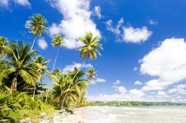 rockly, bay tobago