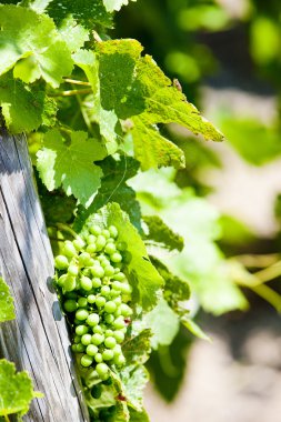 Unripe grapevine, vineyards of Cote Rotie, Rhone-Alpe, France clipart