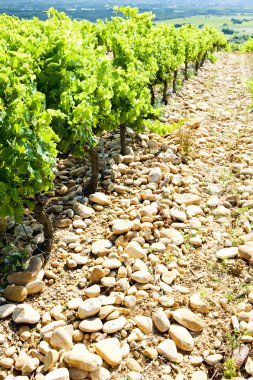 Vineyards near Chateauneuf-du-Pape, Provence, France clipart