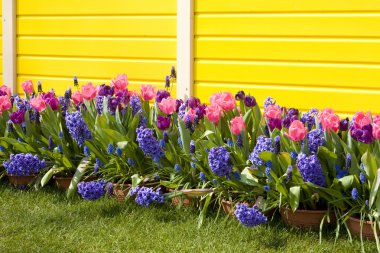 Keukenhof Bahçeleri, Lisse, Hollanda