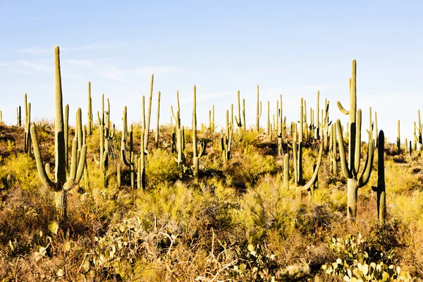 Saguaro εθνικό πάρκο, Αριζόνα, ΗΠΑ — Φωτογραφία Αρχείου