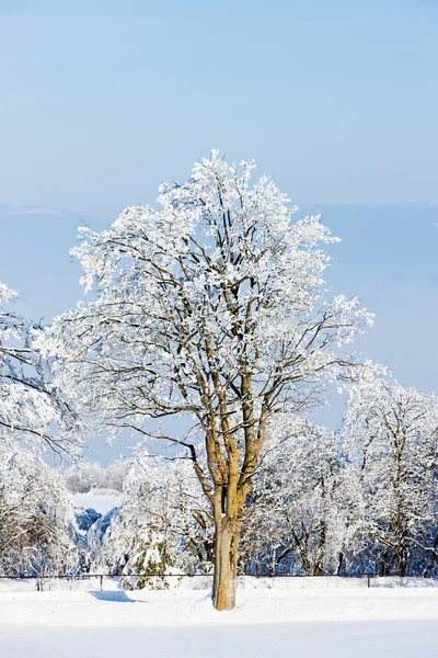 Orlicke-hegység télen, Csehország — Stock Fotó