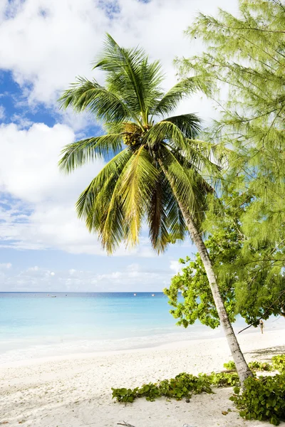 Przedsiębiorstwo Karaibów plaży, barbados, — Zdjęcie stockowe