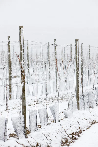 Vinhas de inverno, Eko Hnizdo, República Checa — Fotografia de Stock