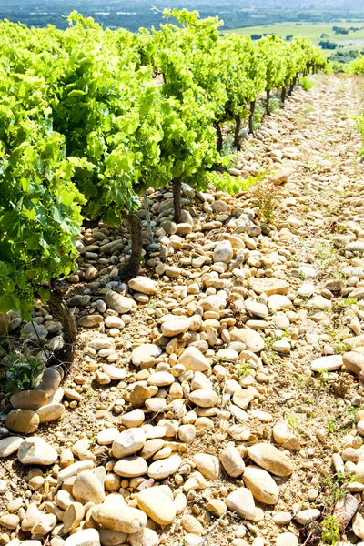 stock image Vineyards near Chateauneuf-du-Pape, Provence, France