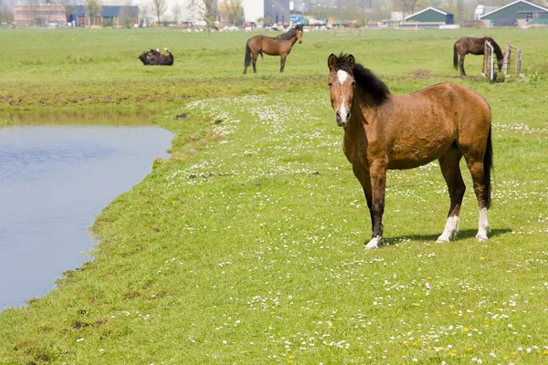 Άλογα σε Λιβάδι, Ολλανδία — Φωτογραφία Αρχείου