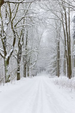 Snowy road, Czech Republic clipart