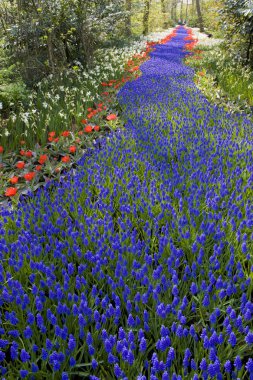 Keukenhof Bahçeleri, Lisse, Hollanda