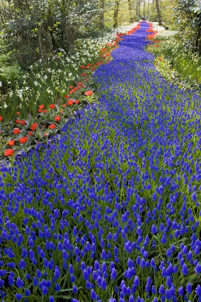 Keukenhof Gardens, Lisse, Niederlande — Stockfoto