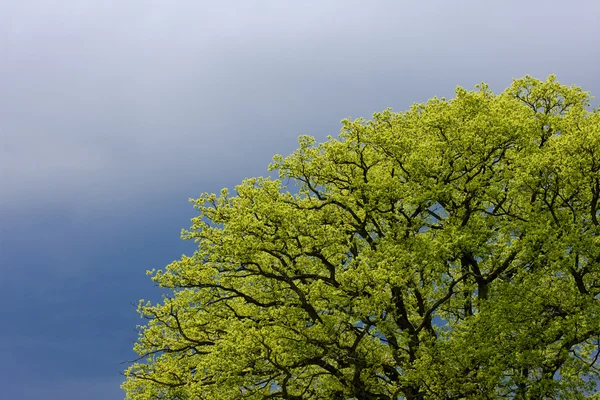 Våren tree'' s detalj — Stockfoto