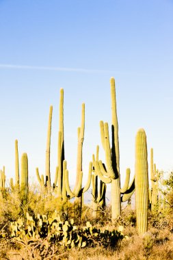 Saguaro National Park, Arizona, USA clipart